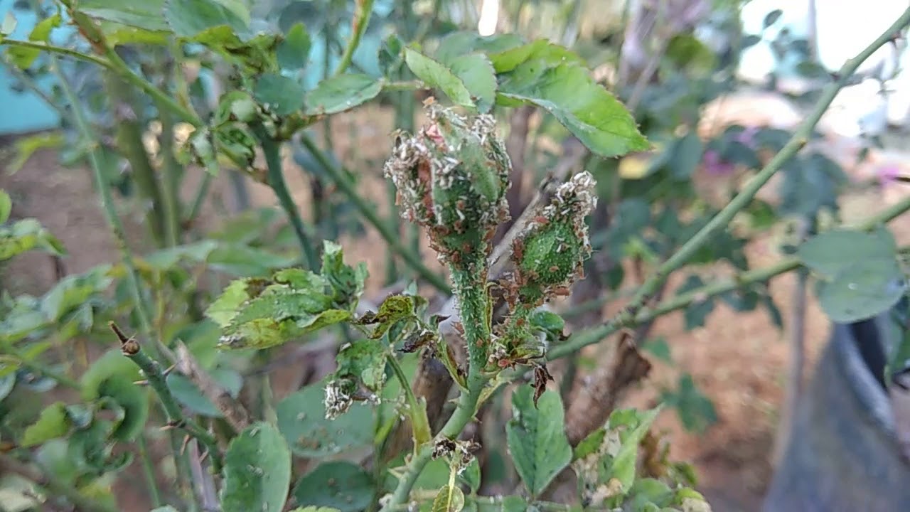 Rose redclour aphids control measures.. - YouTube