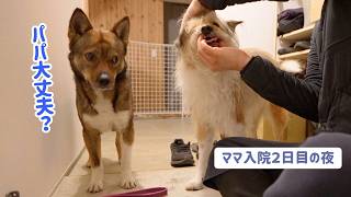 夜のおおしごと、犬の歯磨きを見守るチャーリー｜ママ入院中