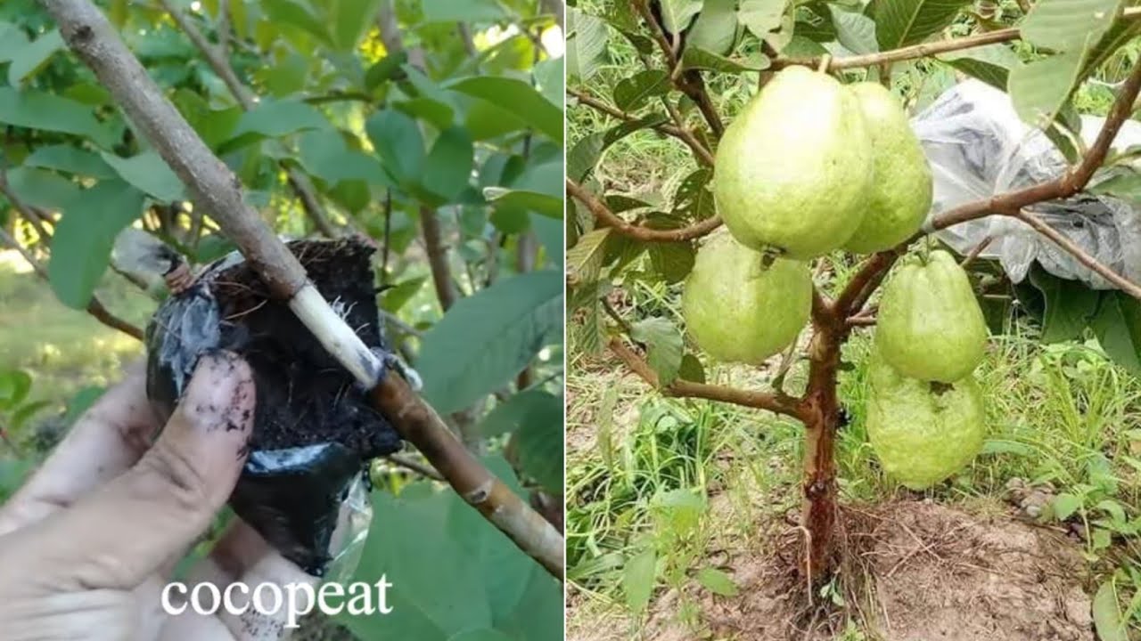 How to Air Layering Guava tree and fast grow root - my agriculture ...