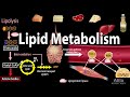 Lipid Metabolism: From Digestion to Energy Production