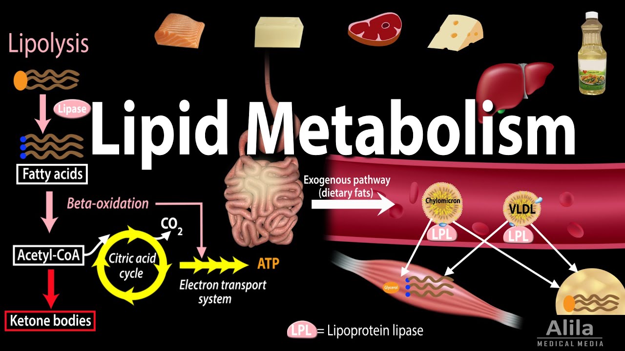 Lipid Metabolism Overview, Animation