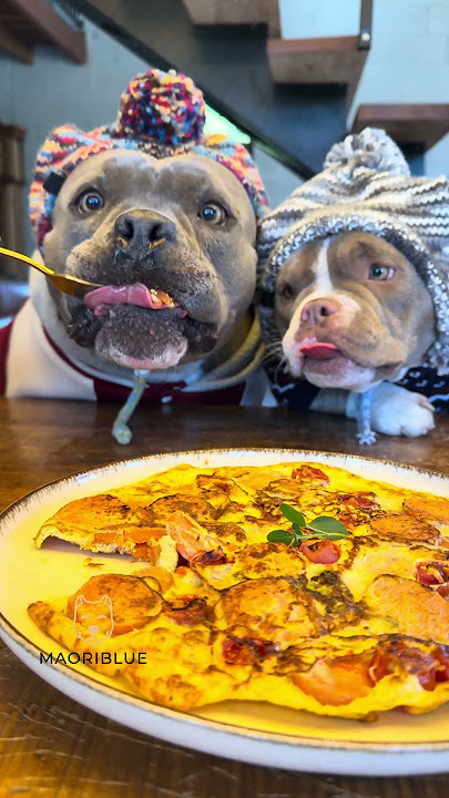 Omelete para os Dogs 🐾