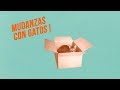 MUDANZAS fáciles con GATOS 🚚📦😻 | Una habitación segura para tu compañero felino