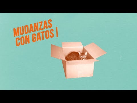 Video: Mascotas sin fronteras: cómo prepararse para una mudanza internacional