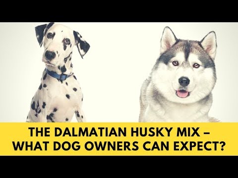 the-dalmatian-husky-mix-–-what-dog-owners-can-expect?