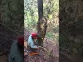 Felling #fellingatree