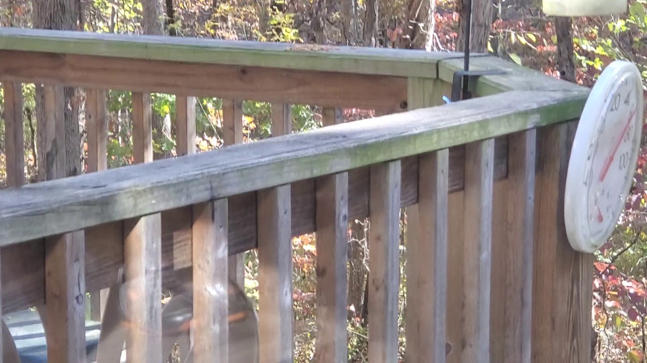 Birds eat cat food YouTube