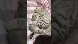 cat 😍قطة تحب صغيرها بجنون