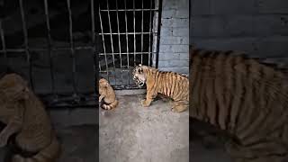 Cat & Tiger...🙀🥺😱😱 #shorts #shortvideo #short