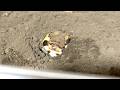 Recent updates on Rain Frog, who hasn't made many appearances lately.