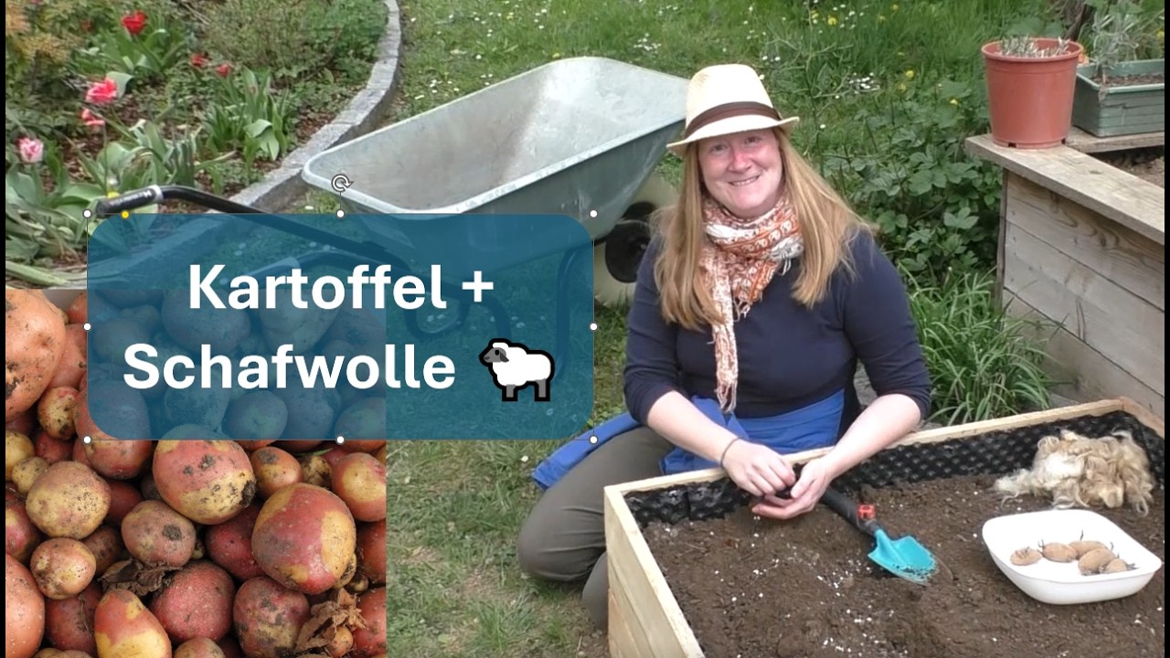 Kartoffeln im Beet anbauen  Dngen mit Schafwolle  genialer Trick!  #eigenwerbung
