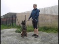 Arkos malinois mle  adopter