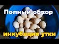 ИНКУБАЦИЯ мускусной утки ПОЛНЫЙ ОБЗОР