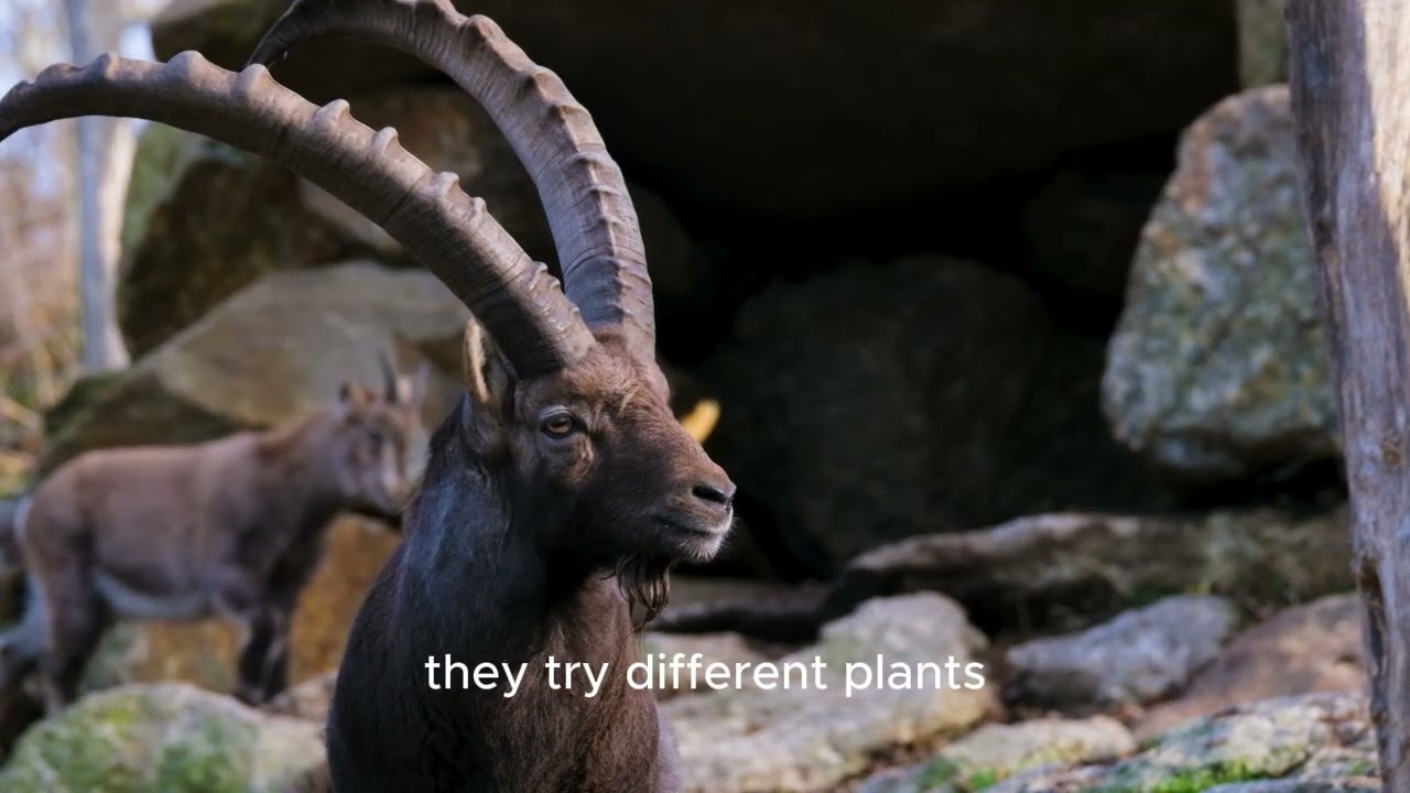 10 Interesting Facts About Goats!