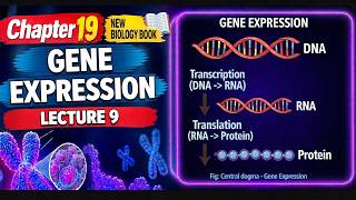 Gene Expression | Central Dogma | Chapter 19 | Biology 2nd Year | New PECTAA Book 2026 Update