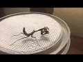 Feeding my Budwing mantis a Fly