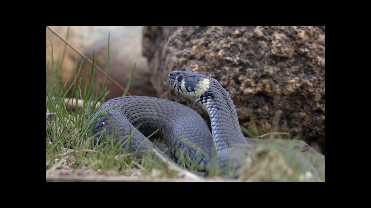 In the dark snake roam and search for food 