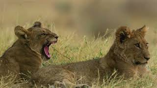 Ahmet Balcı - Estarabim 2022