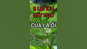 8 Lợi Ích Bất Ngờ Của Lá Ổi Có Thể Bạn Chưa Biết #dinhduong #health #suckhoe