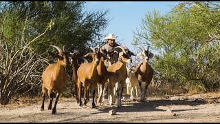 Pastoreo de Chivas | Goat Grazing at Rancho Dos Hermanos