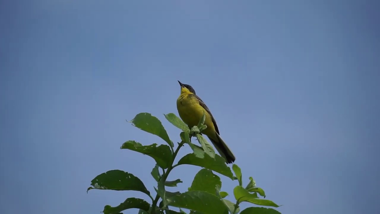 Жёлтые трясогузки (Motacilla flava)