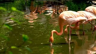 Flamingo   109178 No Copyright Video, Background, Green Screen, Motion Graphics, Animated Background screenshot 3
