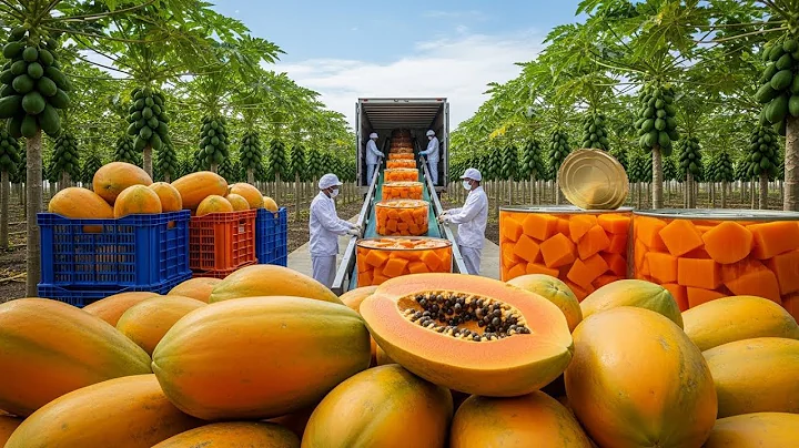 Inside a Modern Canned Papaya Factory: From Green Fruit to Sweet Dessert (The Whole Process)