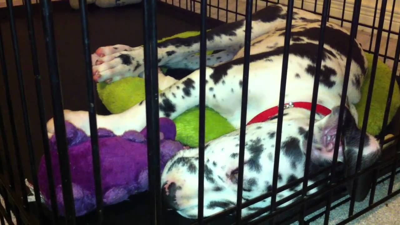 Kitten's Tongue Sticking Out - & - Great Dane Puppy Dreaming and Twitching