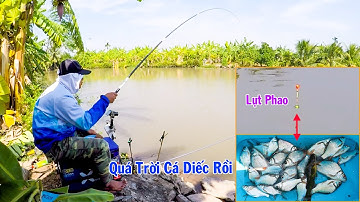 Câu Đài Nghiệp Dư ➣ Điểm Câu Cá Mới Giật Cá Đã Tay với Bài Mồi Câu Cá Diếc Mùa Đông