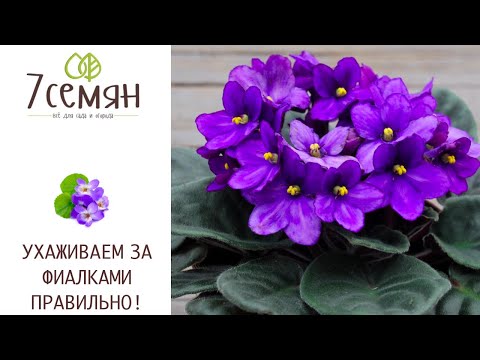 ТОНКОСТИ ВЫРАЩИВАНИЯ ФИАЛОК!