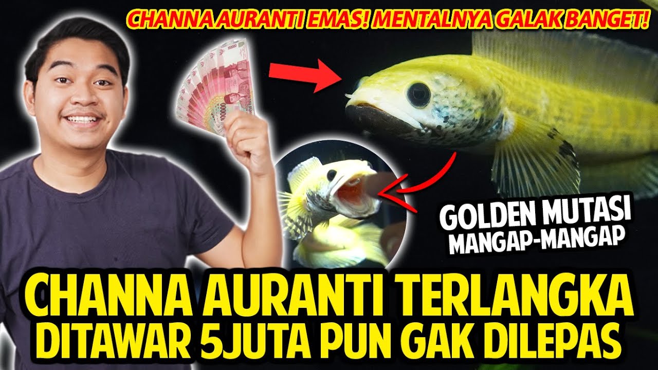 CHANNA AURANTI TERLANGKA! MUTASI JADI EMAS! DITAWAR RP 5JUTA PUN GAK DILEPAS! GALAK BANGET! MANGAP!
