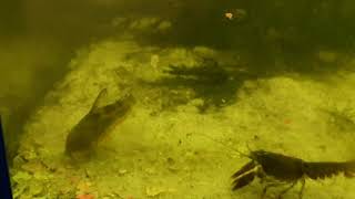 Marmorierte Panzerwelse Alles Zur Haltung, Pflege, Zucht Und Vermehrung Dieser Fische Steckbrief