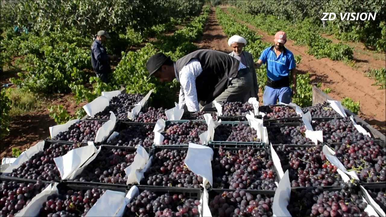 Une journée de vendanges à Ouled El Kihal Ain Temouchent