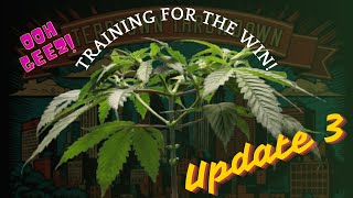 TerpTown - Ooh Geez 2024 Special Edition Release Cannabis Grow Update 3 #gardening #cannabisdaily