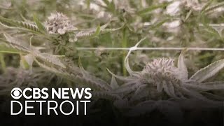 Michigan marijuana industry sues state new wholesale tax