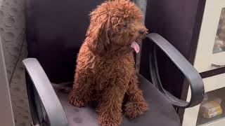 Golu Toy Poodle dog breed says I'm the big boss 😂 @dogloverprakash