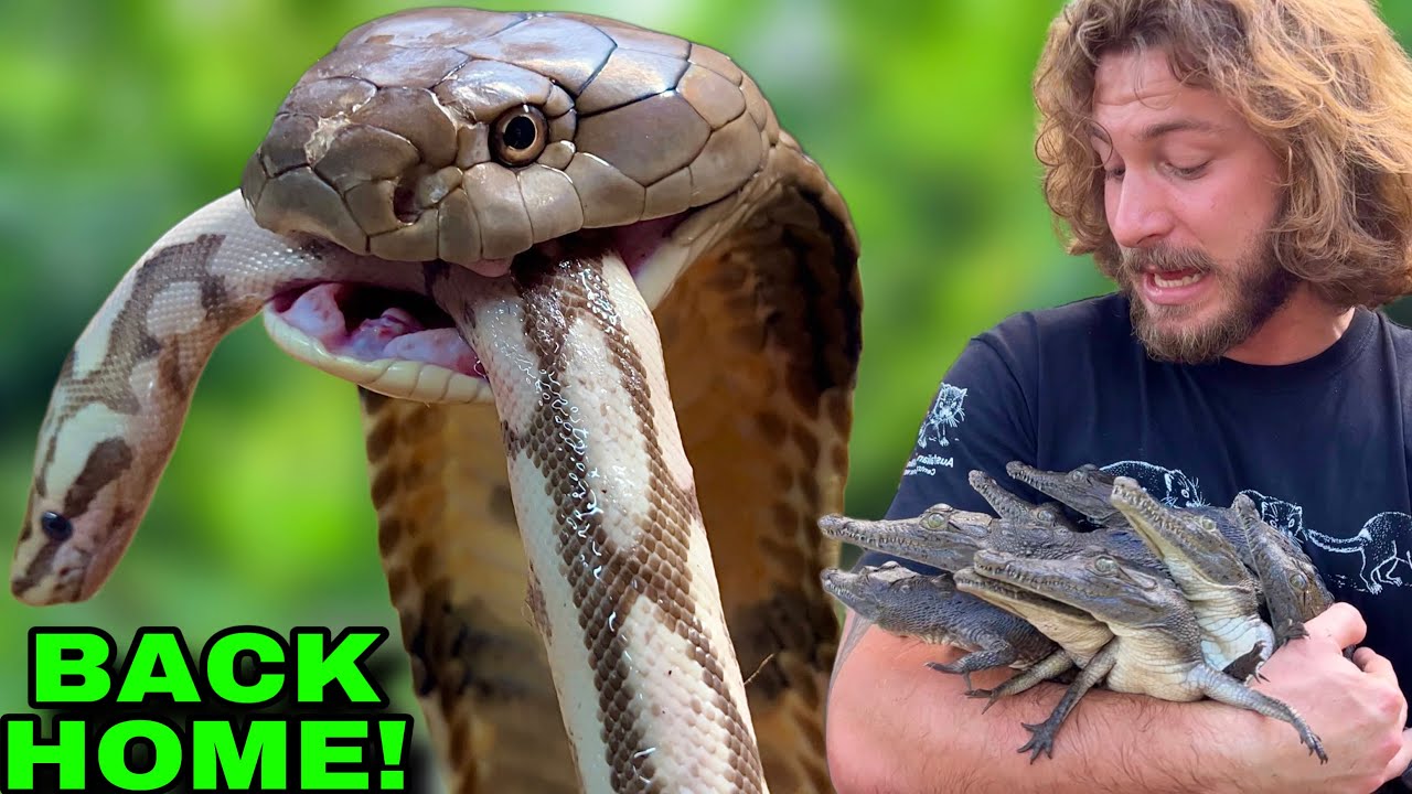 Image showcasing Feeding KING COBRAS! - YouTube