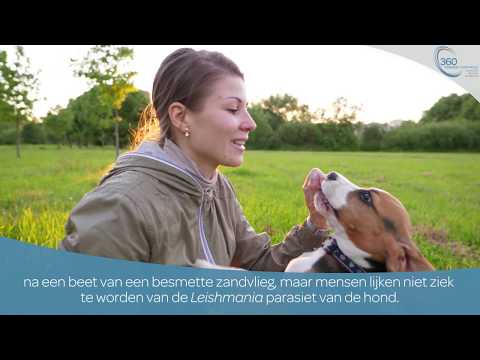 Video: Vroege Vermindering Van Leishmania Infantum-specifieke Antilichamen En Bloedparasitemie Tijdens Behandeling Bij Honden Met Matige Of Ernstige Ziekte