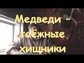 Медведи - таёжные хищники