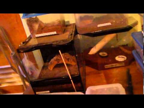 king snake oklahoma Back with a vengeance: snakes