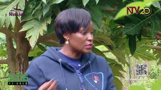NTV Uganda Livestream