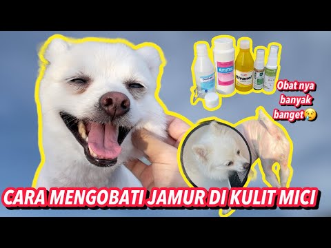 CARA MENGATASI ANJING TERKENA JAMUR KULIT  😣