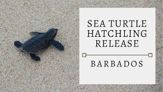 Sea Turtle Hatchling Release in Barbados