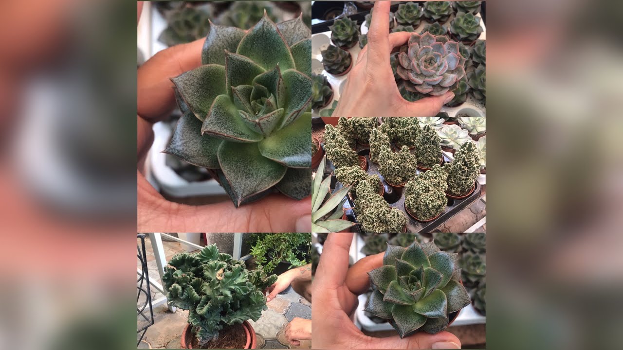 Plants hunting at Sharjah plant market. Succulent,cactus and many more