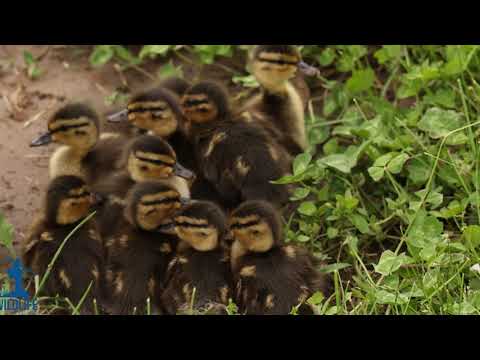 Video: Ku Fluturojnë Patat E Egra Dhe Rosat?