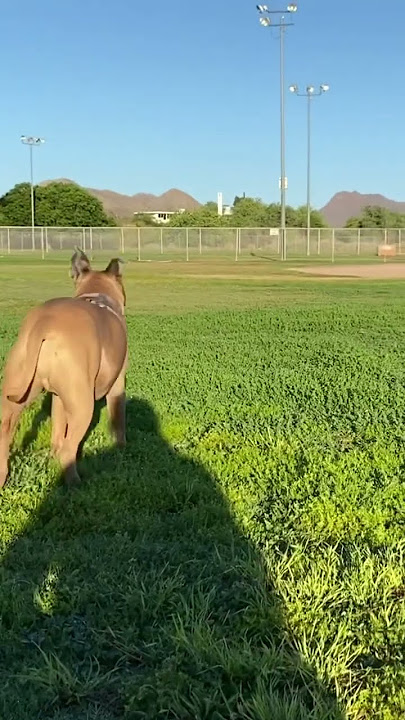 Download lagu Omar in His Element 🐾❤️ #shorts #dog #dogs #dogshorts #dogdad #youtubeshorts #youtube #bluefawn