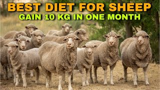 Best diet plan for sheep || fast weight gain diet for sheep || diet plan for sheep in winter