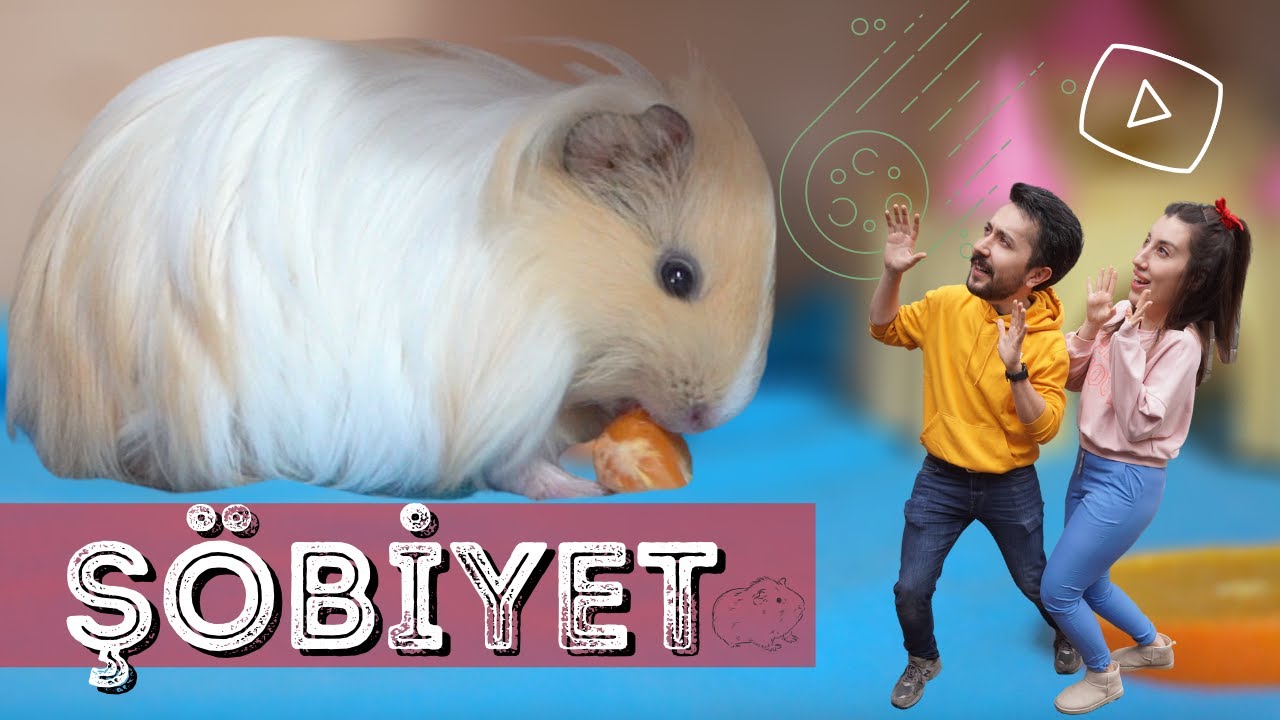 Şöbiyet'in yeni şatosu! Guienapig dostumuzla tanışın :)