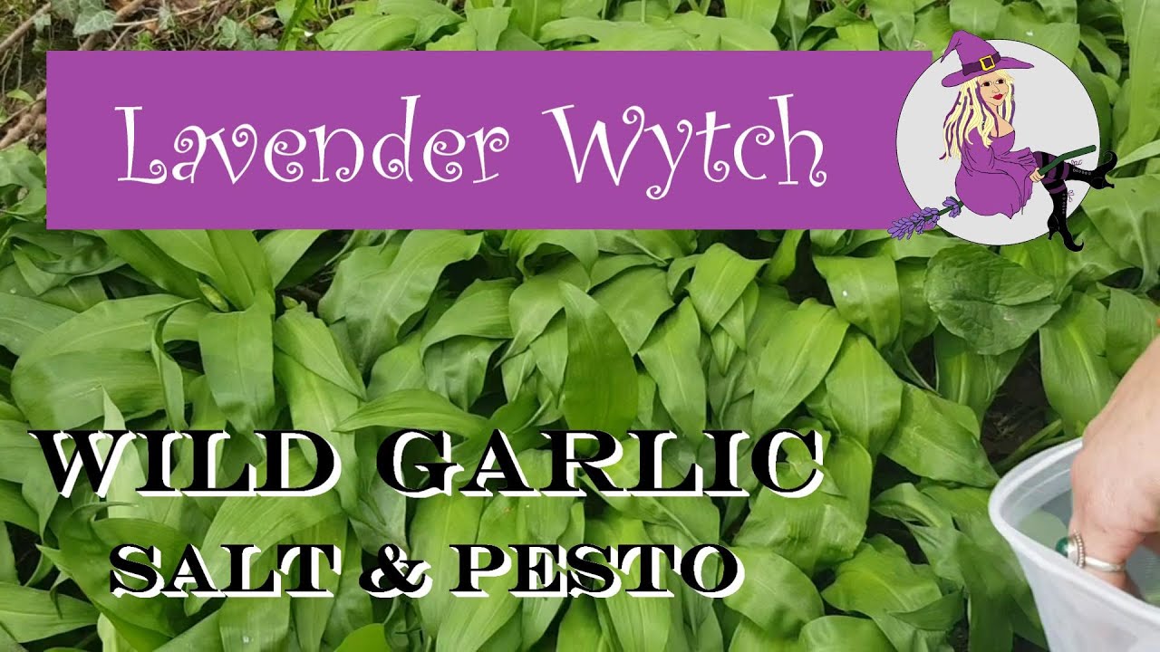 Wild Garlic Salt & Wild Garlic Pesto