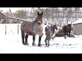 Caii lui Nelutu de la Gura Raului, Sibiu - 2021 Nou!!!